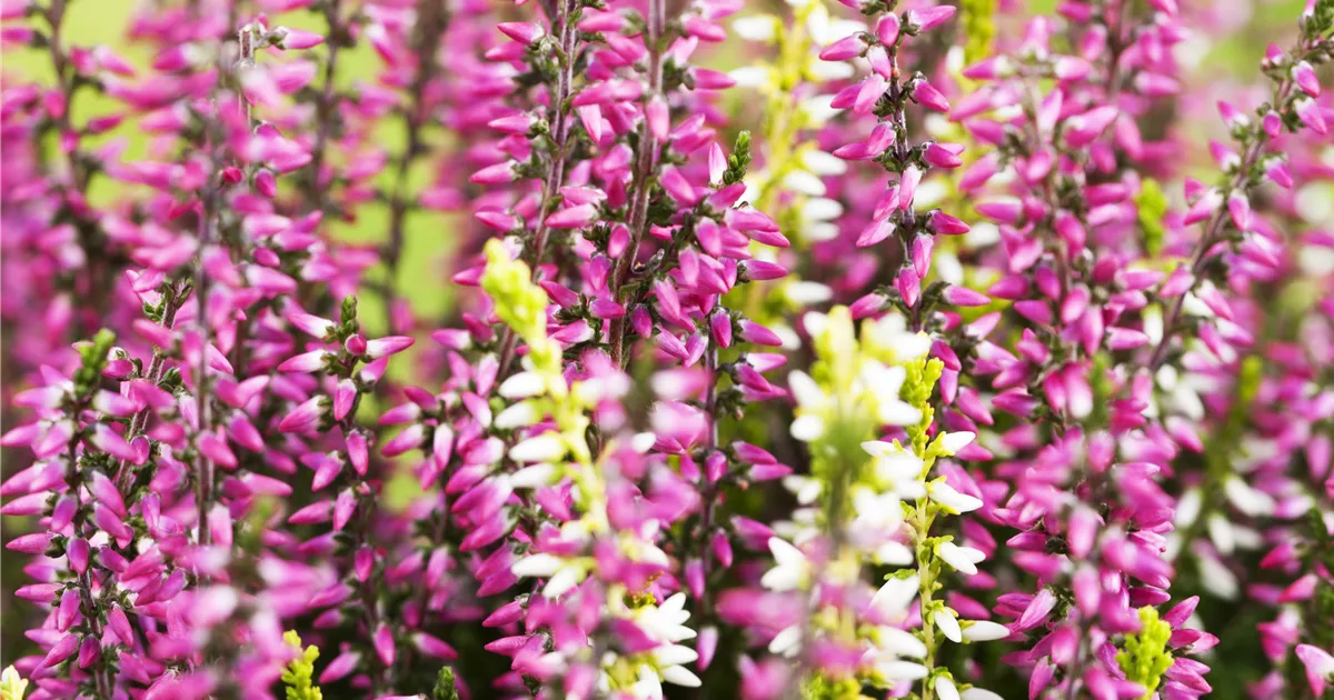 Calluna Vulgaris Twingirls Winterharte Knospenheide