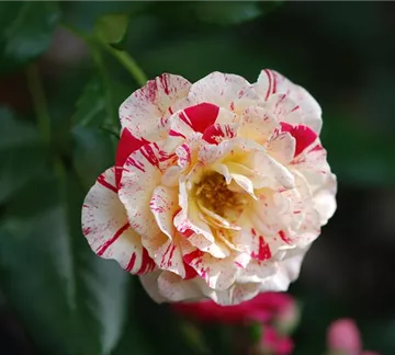 Rose (3).JPG