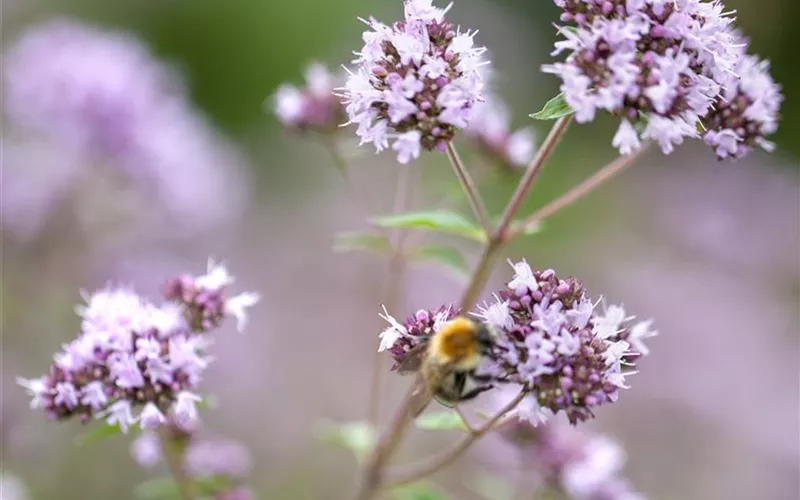 Wildblumen für Hummeln, Bienen & Schmetterlinge