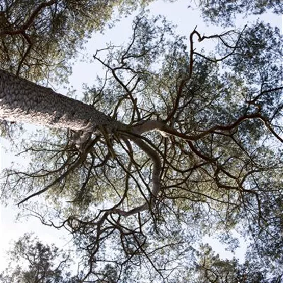 Pinus sylvestris (GS429966.jpg)