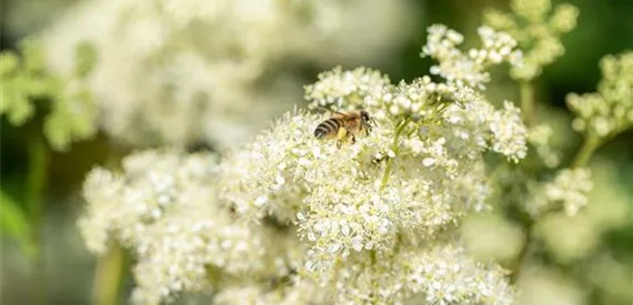 Biene auf Blüte